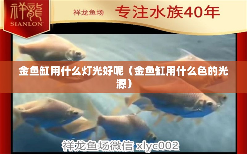 金鱼缸用什么灯光好呢（金鱼缸用什么色的光源） 水族灯（鱼缸灯） 第1张