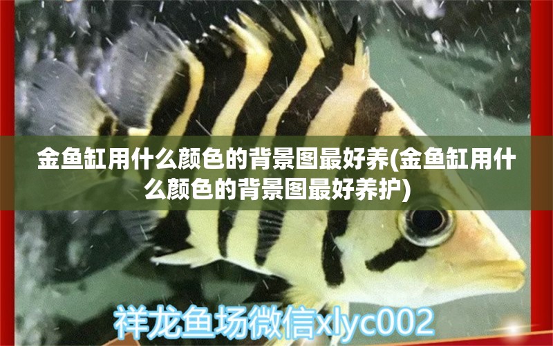 金鱼缸用什么颜色的背景图最好养(金鱼缸用什么颜色的背景图最好养护) 皇冠黑白魟鱼 第1张