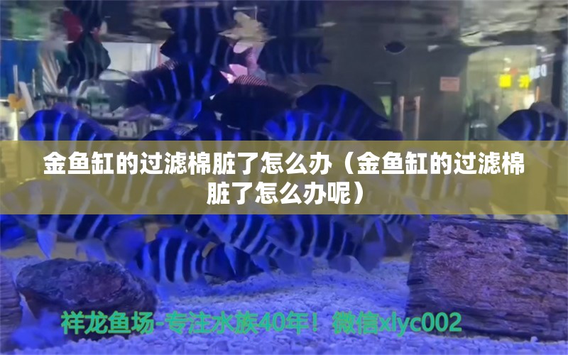 金鱼缸的过滤棉脏了怎么办（金鱼缸的过滤棉脏了怎么办呢） 量子养鱼技术