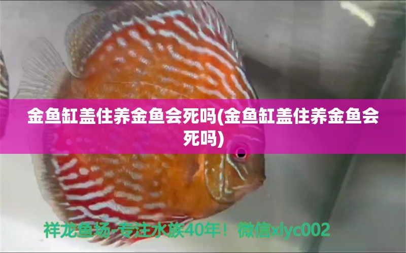 金鱼缸盖住养金鱼会死吗(金鱼缸盖住养金鱼会死吗) 杰西卡恐龙鱼