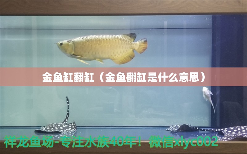 金鱼缸翻缸（金鱼翻缸是什么意思）