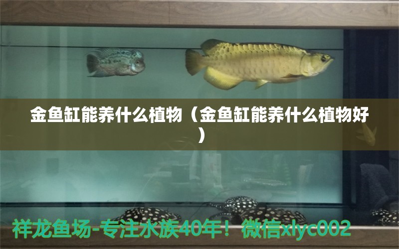 金鱼缸能养什么植物（金鱼缸能养什么植物好） 祥龙水族医院