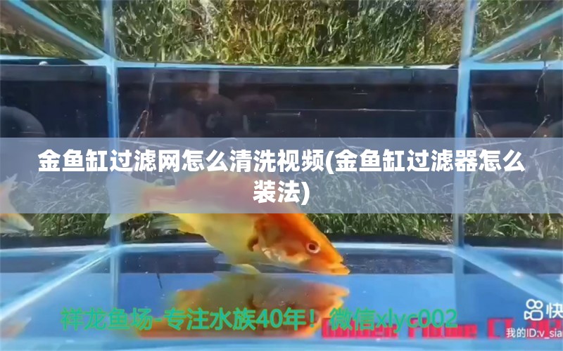 金鱼缸过滤网怎么清洗视频(金鱼缸过滤器怎么装法) 蝴蝶鲤鱼苗