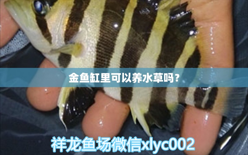 金鱼缸里可以养水草吗？ 水草