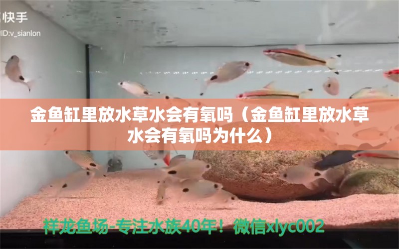 金鱼缸里放水草水会有氧吗（金鱼缸里放水草水会有氧吗为什么） 鱼缸定做