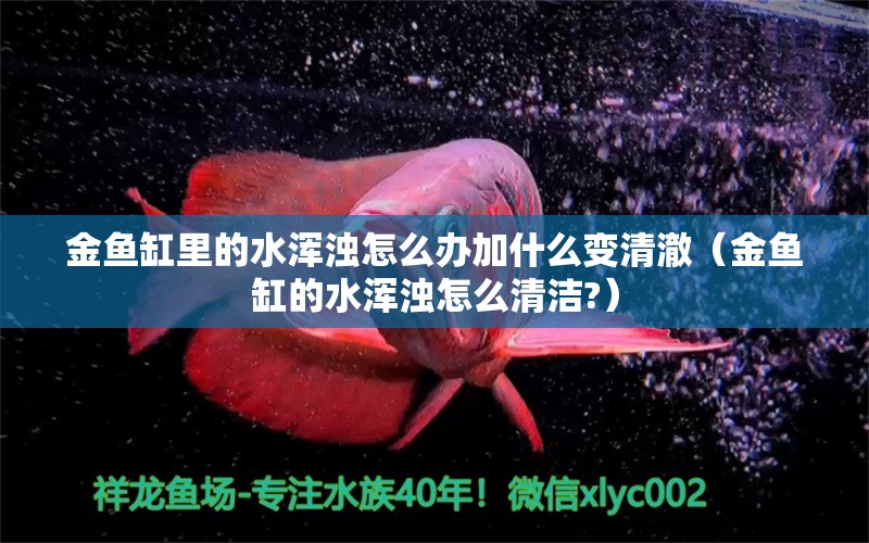 金鱼缸里的水浑浊怎么办加什么变清澈（金鱼缸的水浑浊怎么清洁?）