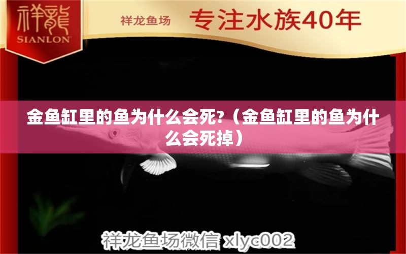 金鱼缸里的鱼为什么会死?（金鱼缸里的鱼为什么会死掉） 祥龙水族医院