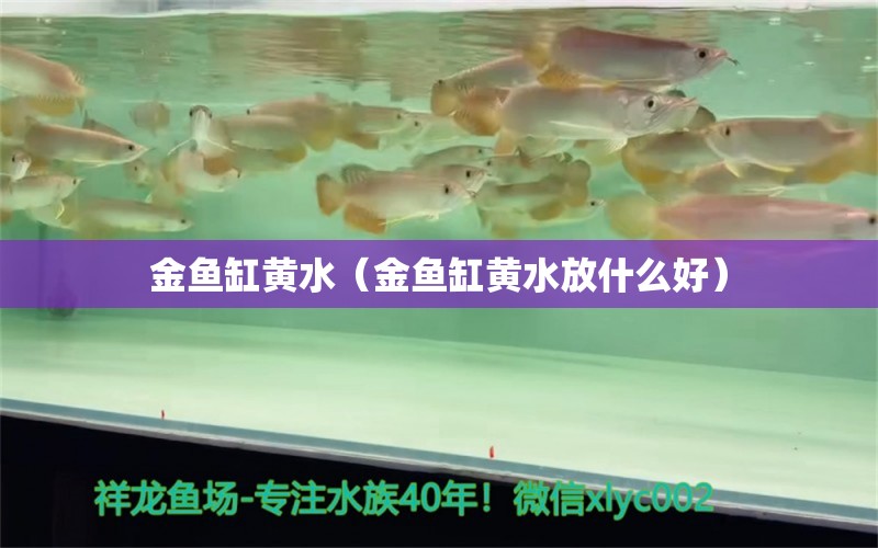 金鱼缸黄水（金鱼缸黄水放什么好） 银龙鱼苗