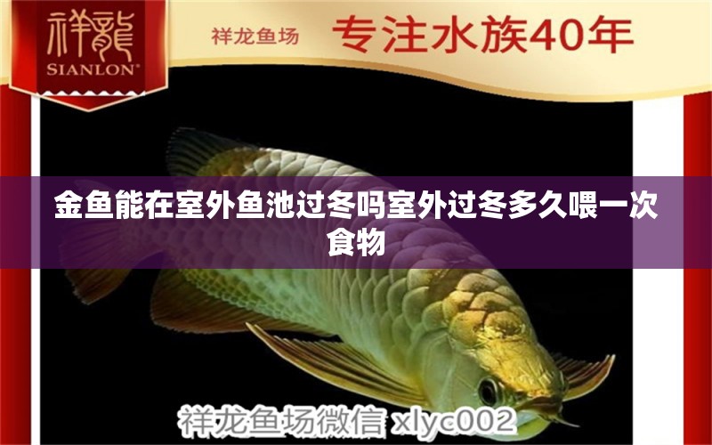 金鱼能在室外鱼池过冬吗室外过冬多久喂一次食物 祥龙鱼场 第2张