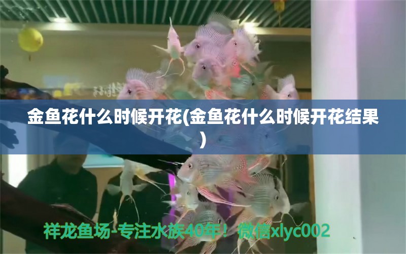 金鱼花什么时候开花(金鱼花什么时候开花结果) 观赏鱼 第1张