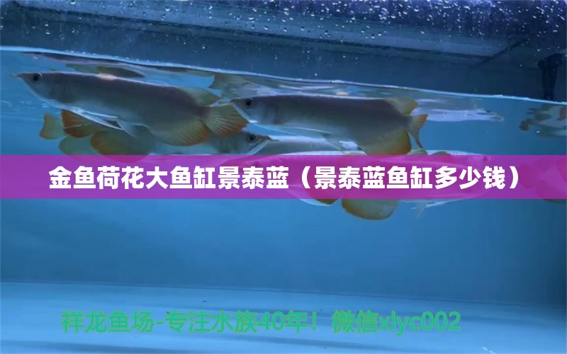 金鱼荷花大鱼缸景泰蓝（景泰蓝鱼缸多少钱） 祥龙水族医院