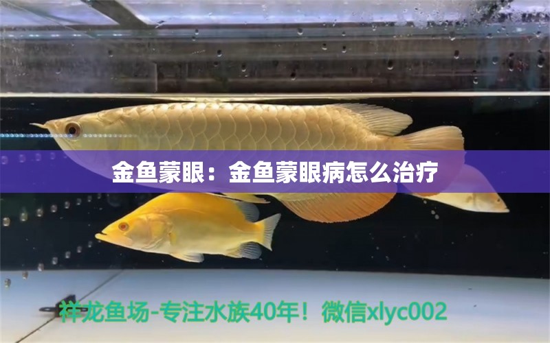 金鱼蒙眼：金鱼蒙眼病怎么治疗