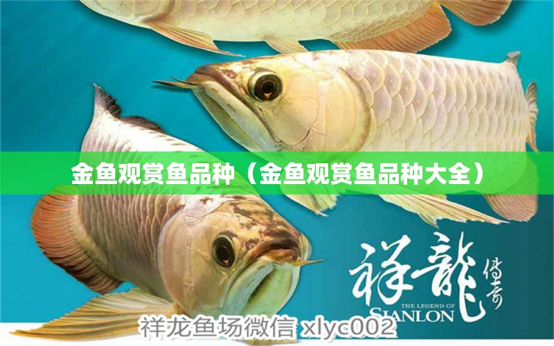 金鱼观赏鱼品种（金鱼观赏鱼品种大全） 祥龙水族医院