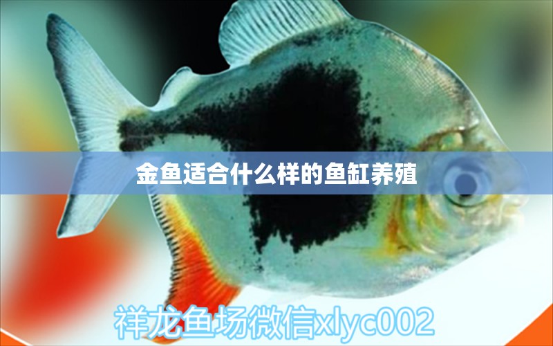 金鱼适合什么样的鱼缸养殖 水族问答