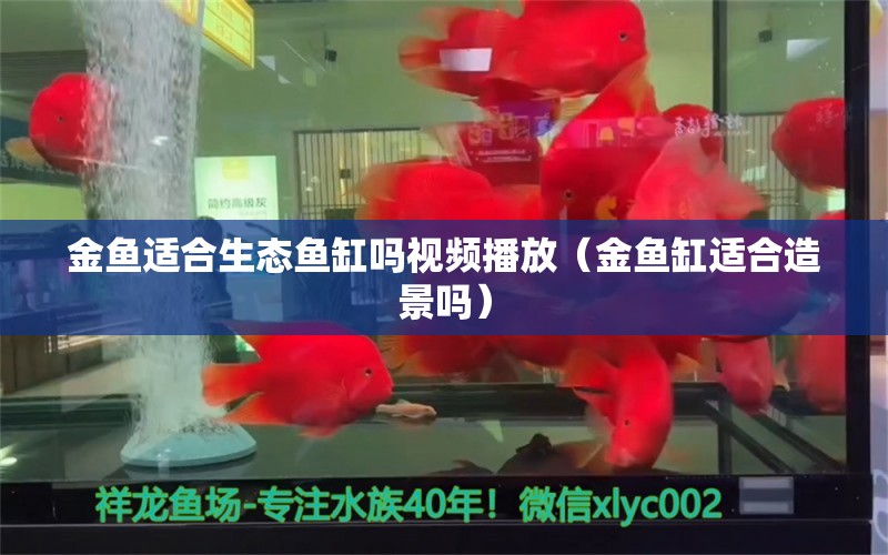 金鱼适合生态鱼缸吗视频播放（金鱼缸适合造景吗） 祥龙水族医院