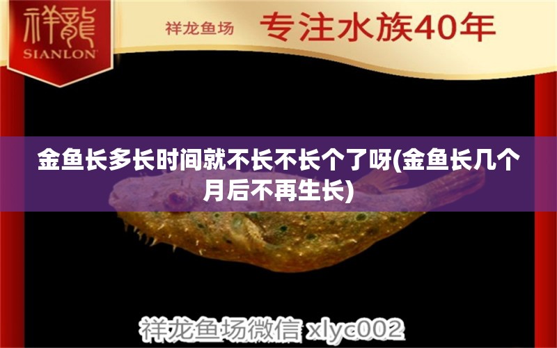 金鱼长多长时间就不长不长个了呀(金鱼长几个月后不再生长) 哥伦比亚巨暴鱼苗