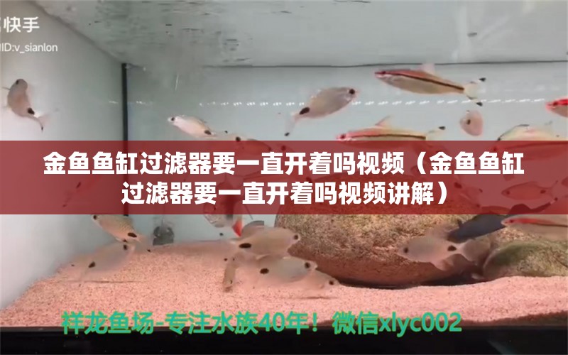 金鱼鱼缸过滤器要一直开着吗视频（金鱼鱼缸过滤器要一直开着吗视频讲解）