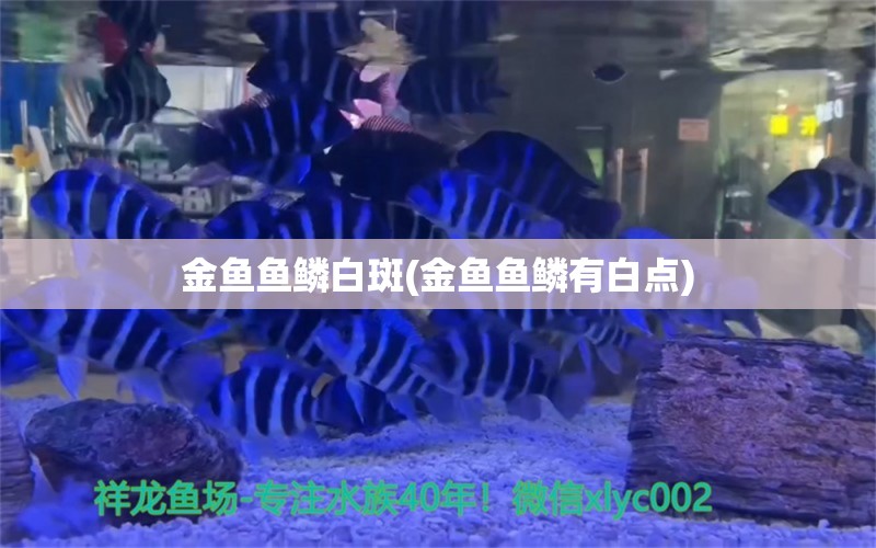 金鱼鱼鳞白斑(金鱼鱼鳞有白点) 金龙福龙鱼