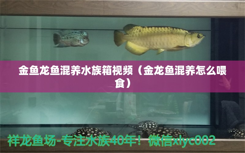 金鱼龙鱼混养水族箱视频（金龙鱼混养怎么喂食）