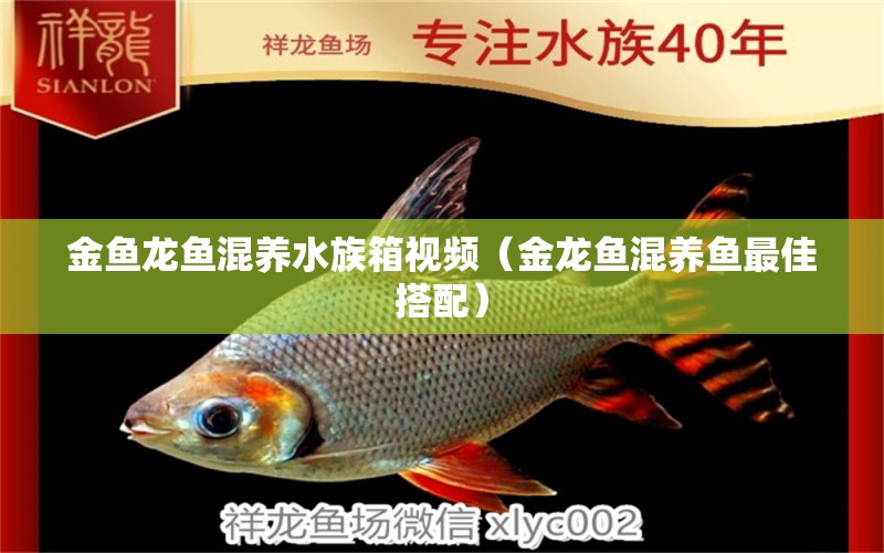 金鱼龙鱼混养水族箱视频（金龙鱼混养鱼最佳搭配） 鱼缸/水族箱