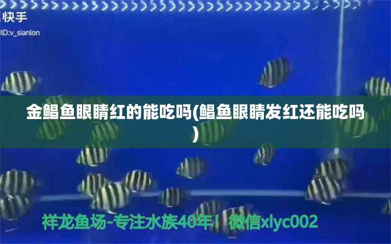 金鲳鱼眼睛红的能吃吗(鲳鱼眼睛发红还能吃吗) 白化巴西龟（白巴）