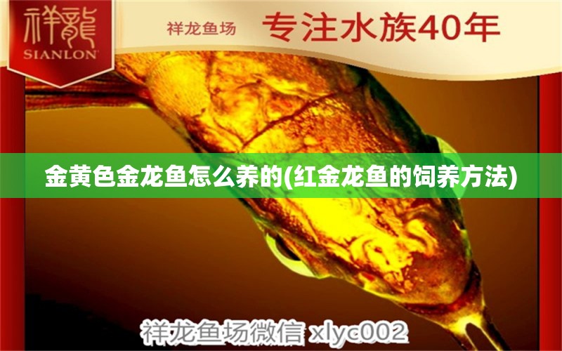 金黄色金龙鱼怎么养的(红金龙鱼的饲养方法) 红勾银版鱼 第1张