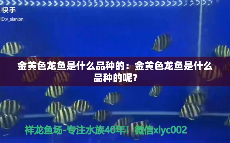 金黄色龙鱼是什么品种的：金黄色龙鱼是什么品种的呢？