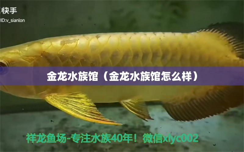 金龙水族馆（金龙水族馆怎么样）