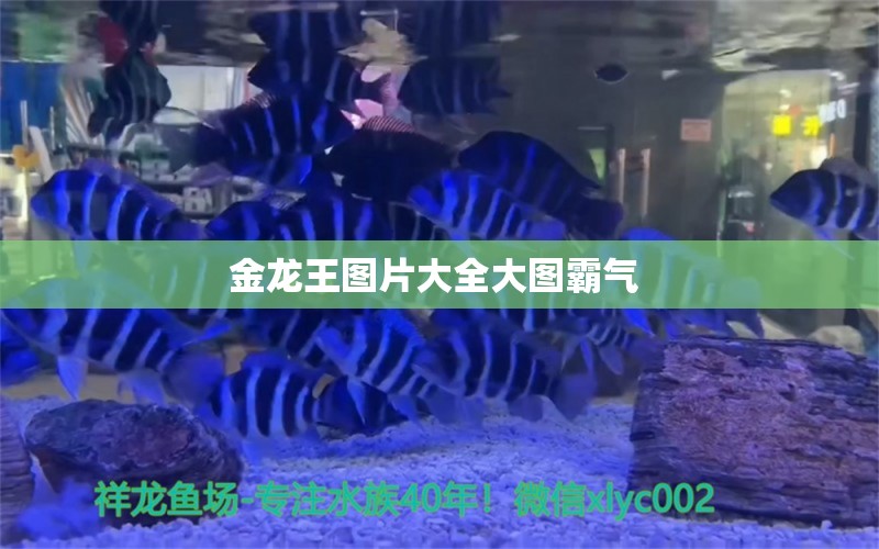 金龙王图片大全大图霸气 