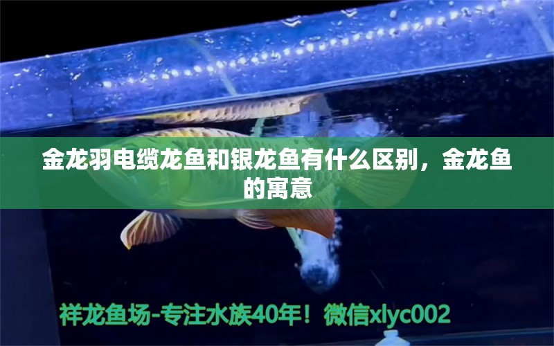 金龙羽电缆龙鱼和银龙鱼有什么区别，金龙鱼的寓意