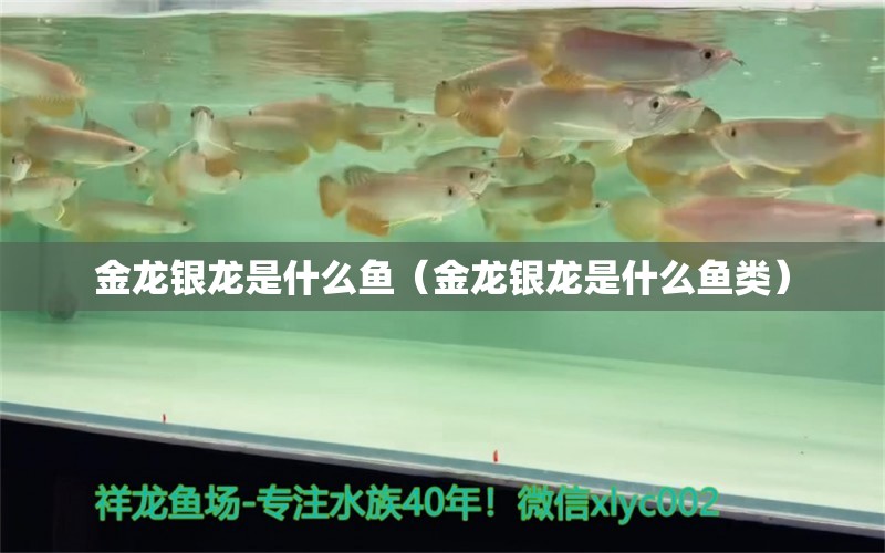 金龙银龙是什么鱼（金龙银龙是什么鱼类）