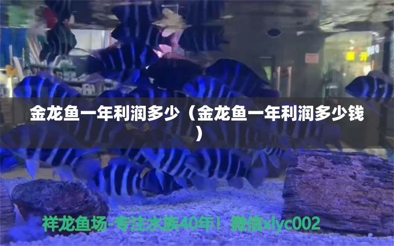 金龙鱼一年利润多少（金龙鱼一年利润多少钱） 泰国斗鱼