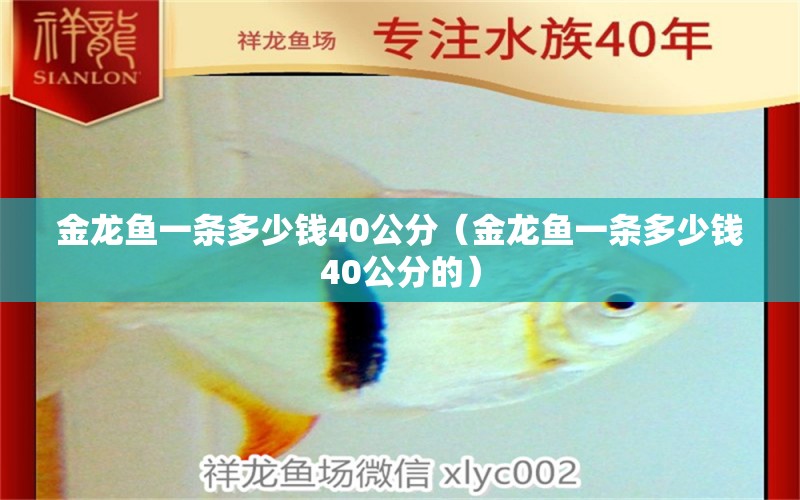 金龙鱼一条多少钱40公分（金龙鱼一条多少钱40公分的） 量子养鱼技术