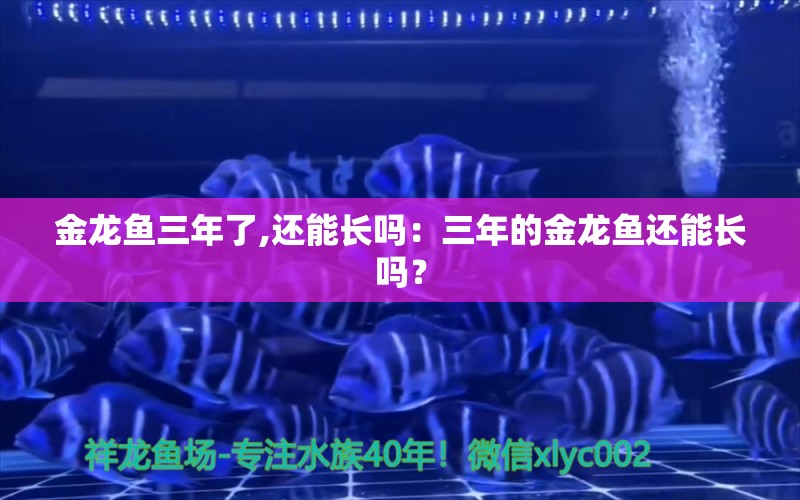 金龙鱼三年了,还能长吗：三年的金龙鱼还能长吗？ 龙鱼百科 第2张