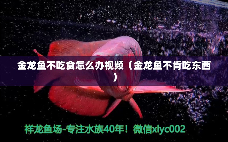 金龙鱼不吃食怎么办视频（金龙鱼不肯吃东西） 祥龙水族医院