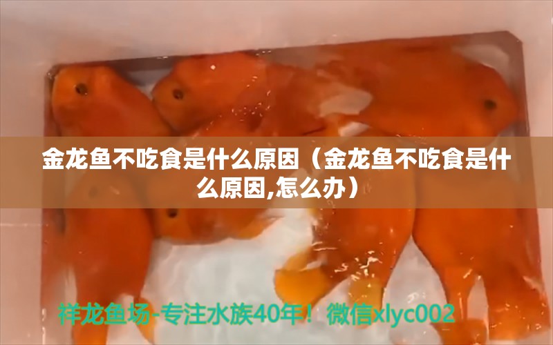 金龙鱼不吃食是什么原因（金龙鱼不吃食是什么原因,怎么办） 祥龙水族医院