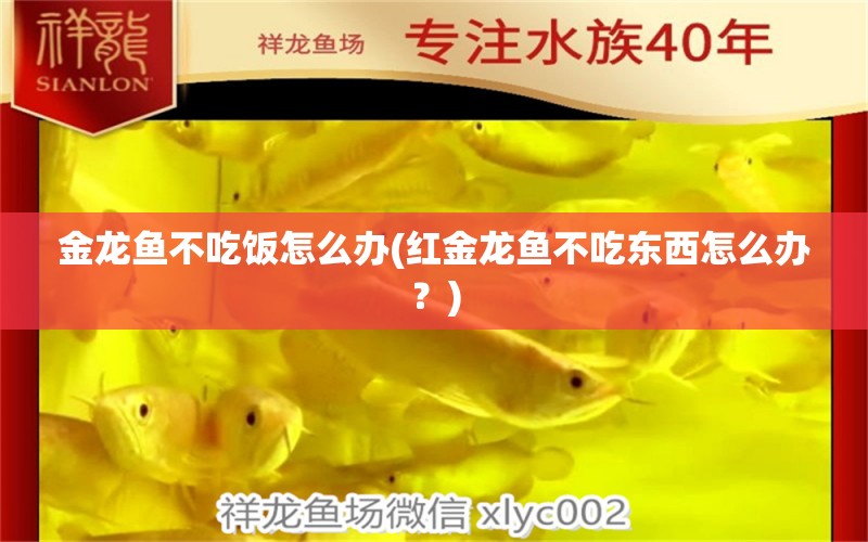 金龙鱼不吃饭怎么办(红金龙鱼不吃东西怎么办？) 广州水族器材滤材批发市场