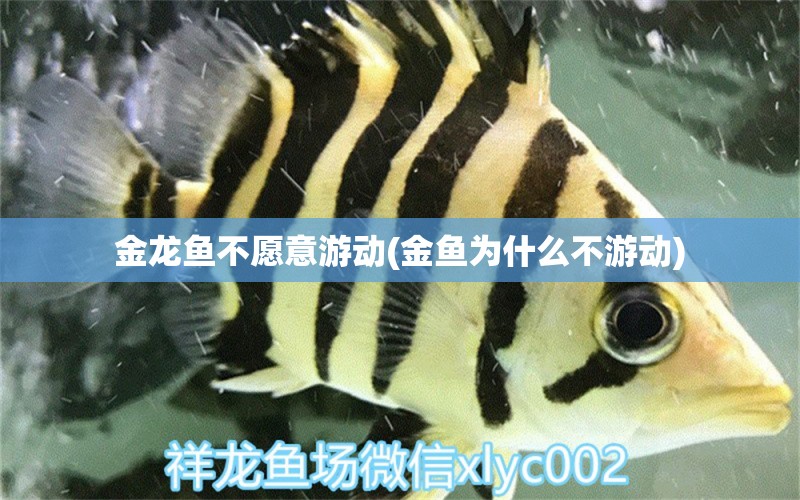 金龙鱼不愿意游动(金鱼为什么不游动) 水族品牌 第1张