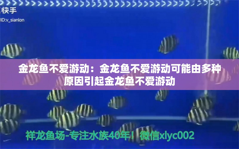 金龙鱼不爱游动：金龙鱼不爱游动可能由多种原因引起金龙鱼不爱游动