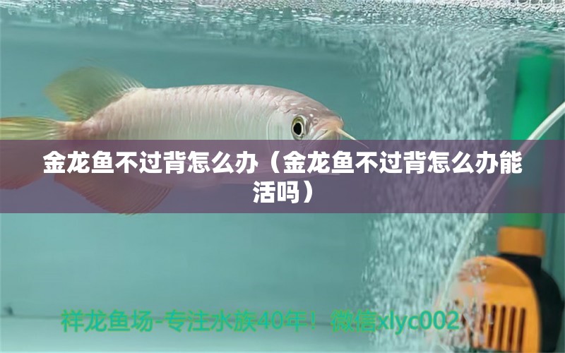 金龙鱼不过背怎么办（金龙鱼不过背怎么办能活吗） 祥龙水族医院