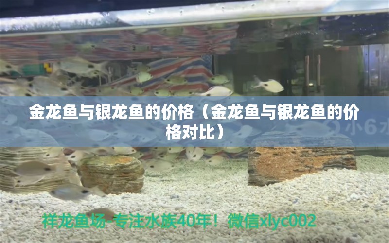 金龙鱼与银龙鱼的价格（金龙鱼与银龙鱼的价格对比）