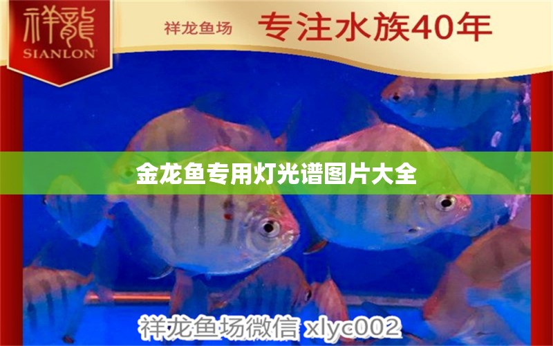 金龙鱼专用灯光谱图片大全 水族问答 第1张