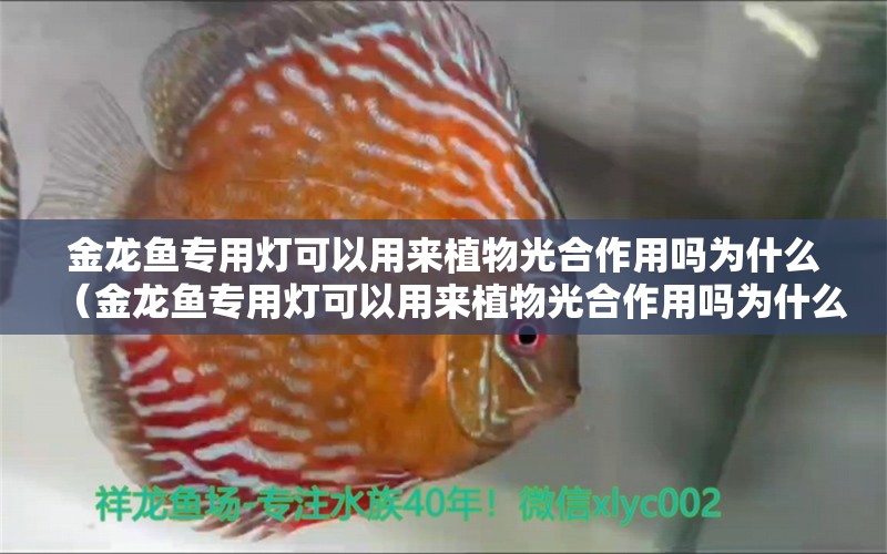 金龙鱼专用灯可以用来植物光合作用吗为什么（金龙鱼专用灯可以用来植物光合作用吗为什么呢）