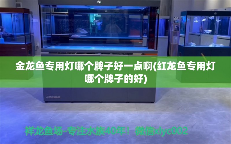 金龙鱼专用灯哪个牌子好一点啊(红龙鱼专用灯哪个牌子的好)