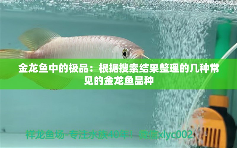 金龙鱼中的极品：根据搜索结果整理的几种常见的金龙鱼品种 龙鱼百科 第2张