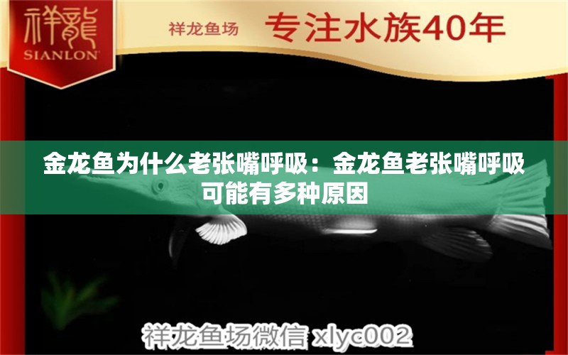 金龙鱼为什么老张嘴呼吸：金龙鱼老张嘴呼吸可能有多种原因 龙鱼百科 第2张