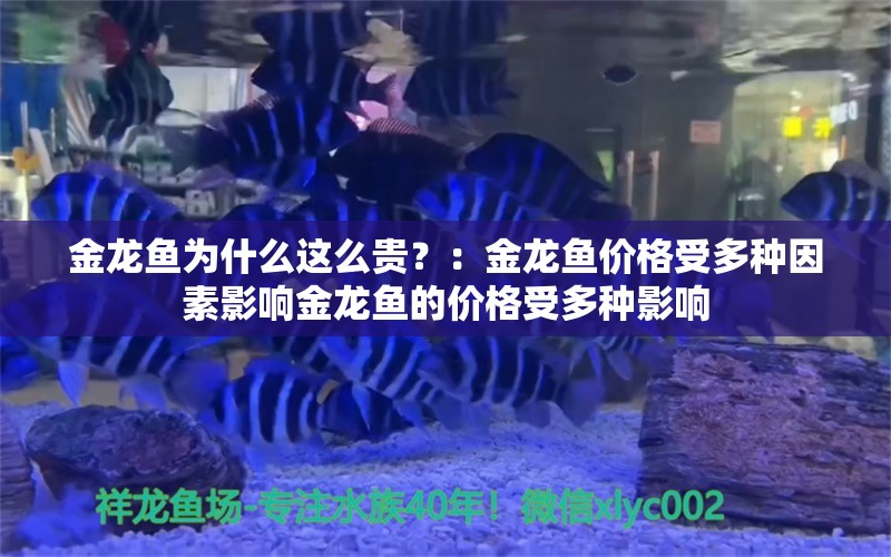 金龙鱼为什么这么贵？：金龙鱼价格受多种因素影响金龙鱼的价格受多种影响