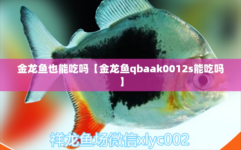 金龙鱼也能吃吗【金龙鱼qbaak0012s能吃吗】