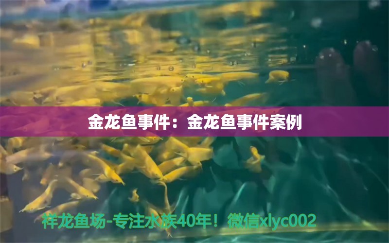 金龙鱼事件：金龙鱼事件案例 观赏鱼