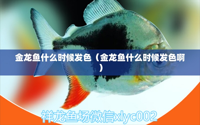 金龙鱼什么时候发色（金龙鱼什么时候发色啊） 其它水族用具设备